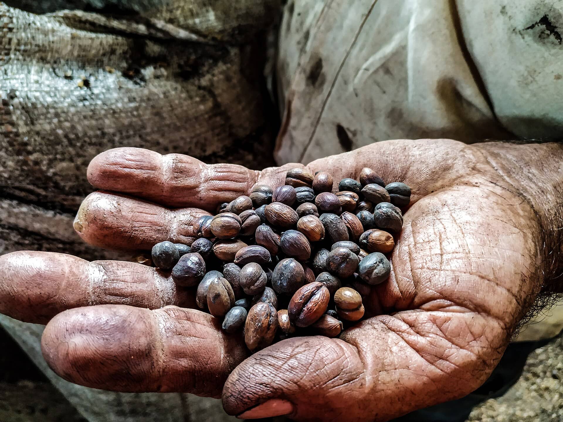 Mãos de um produtor rural segurando grãos de café secos