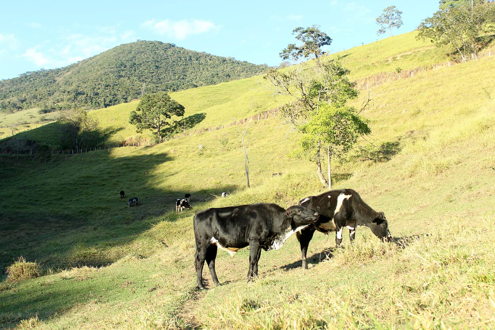 Vacas pastando em morro verde ao sol, com mata ao fundo