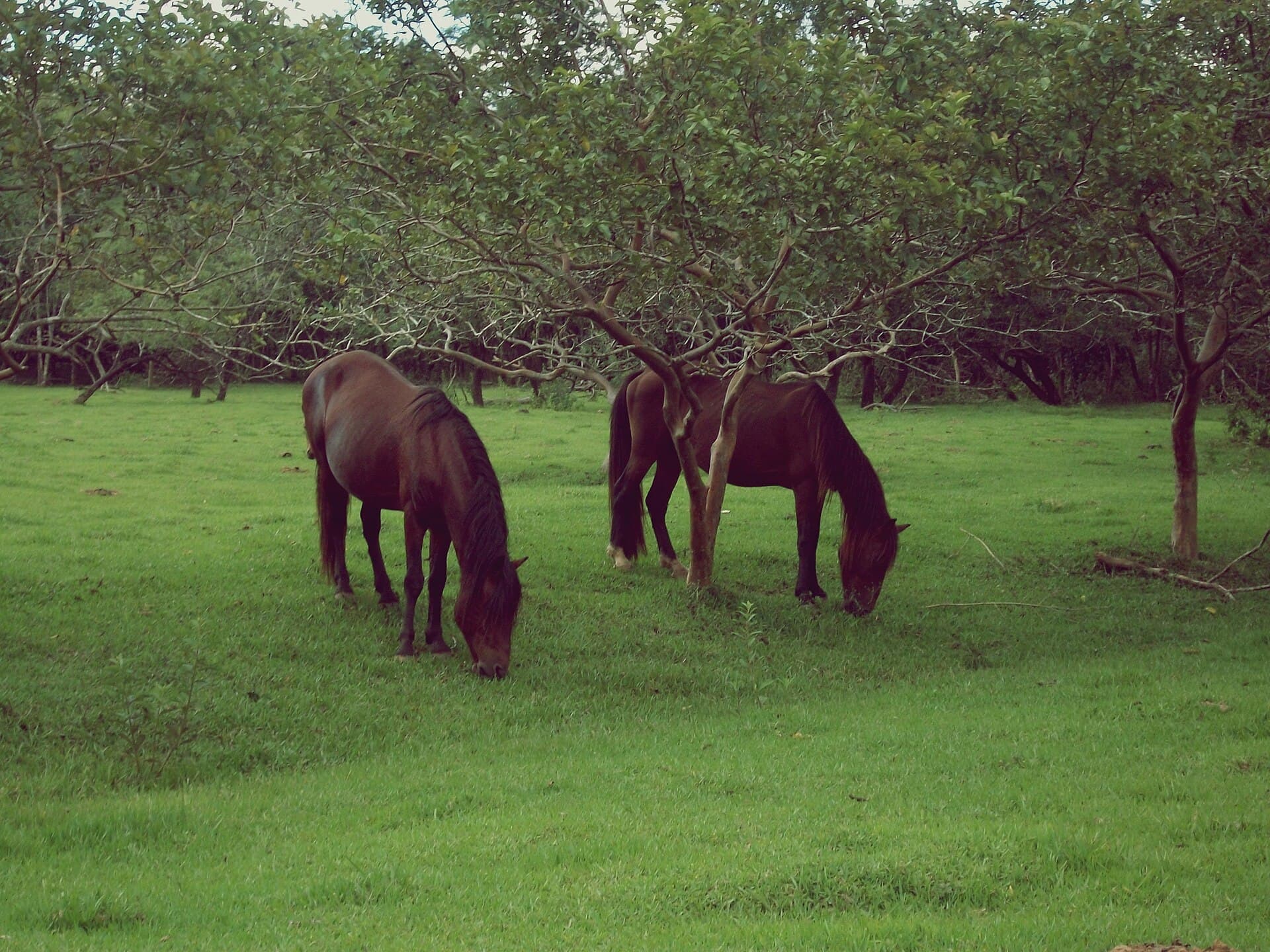Dois cavalos pastando em gramado sob árvores, em uma propriedade rural