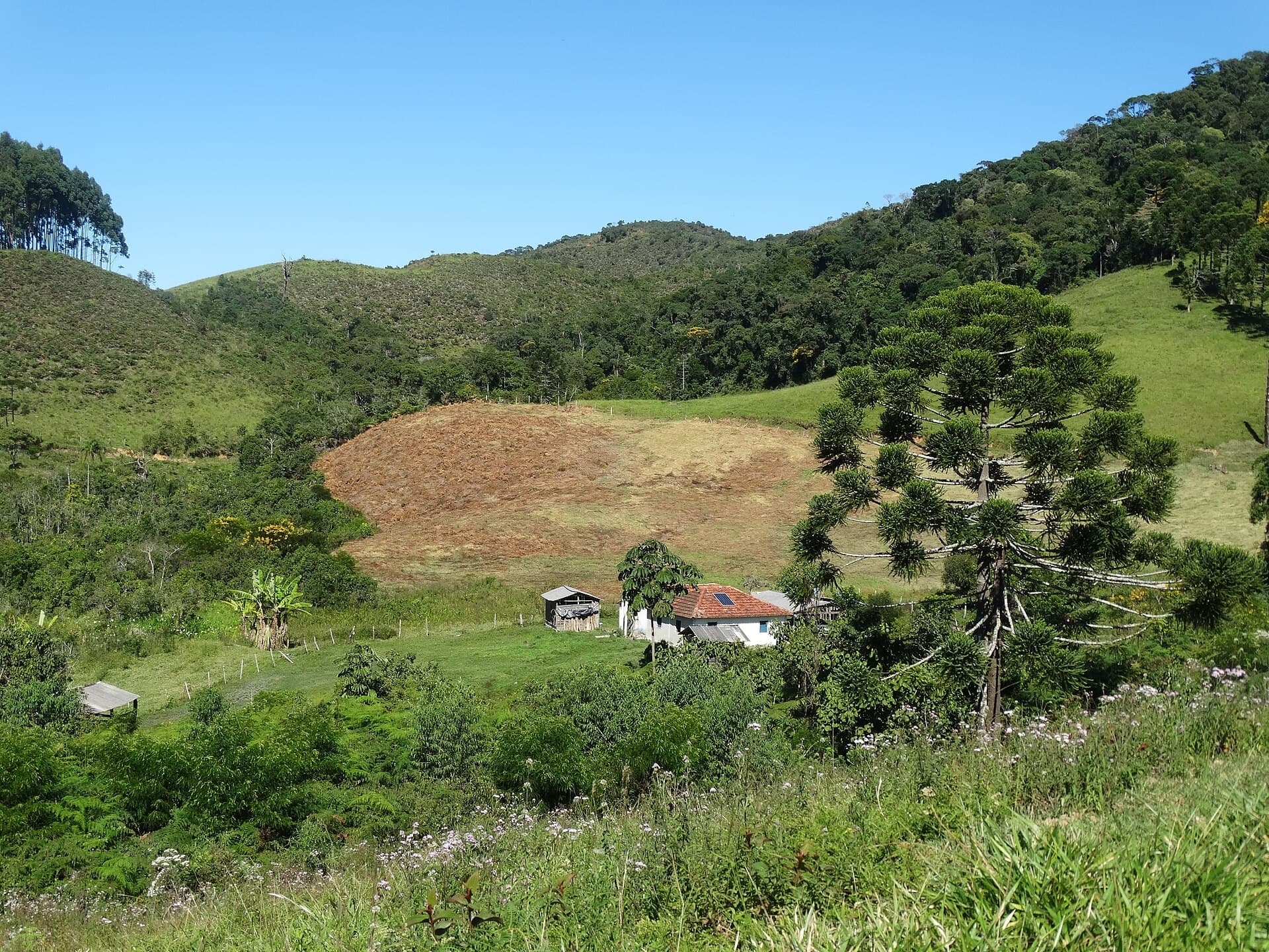 Casa de sítio entre morros verdes e uma araucária, na região da Trilha do Ouro