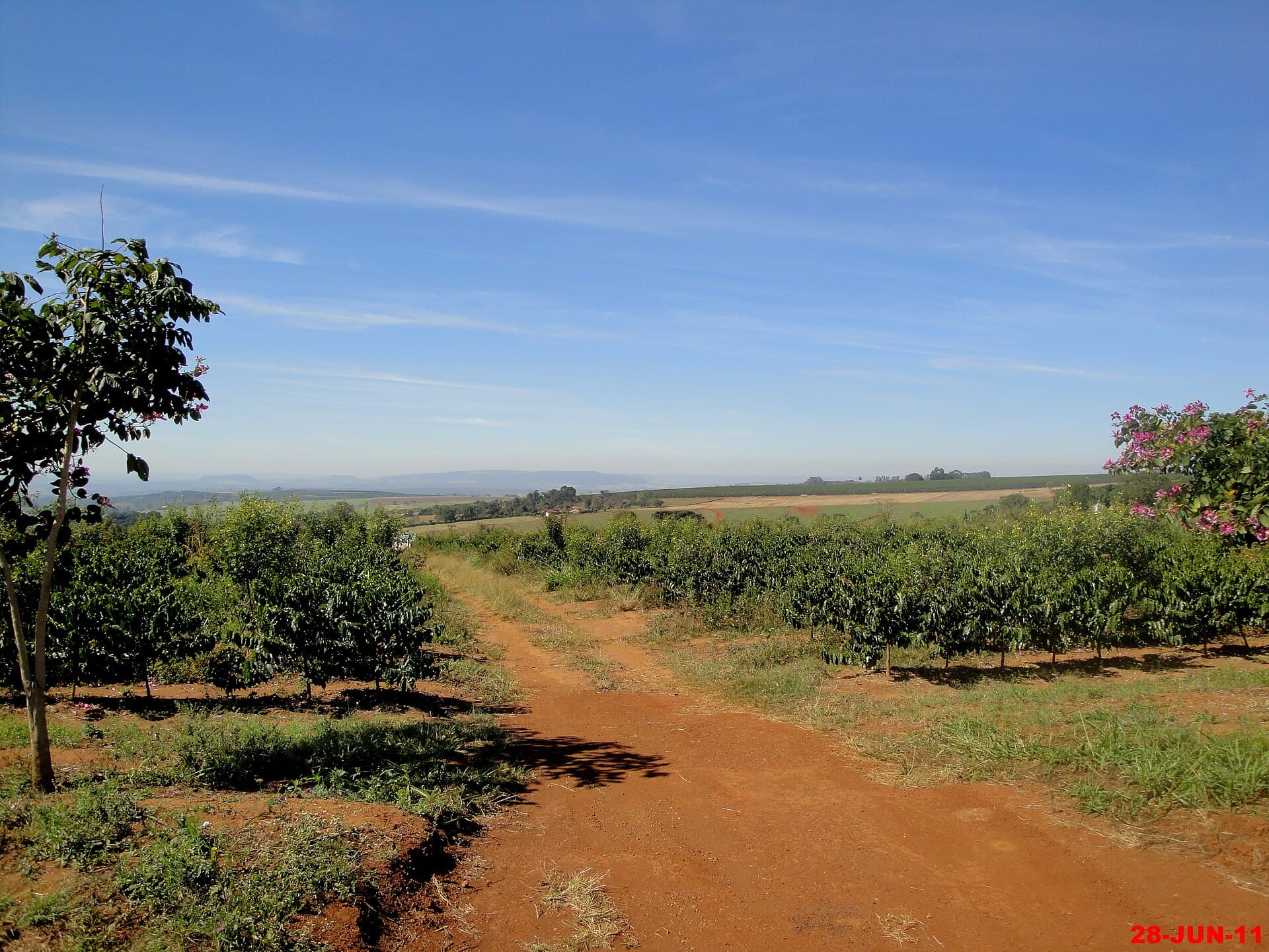 Fileiras de cafeeiros ao lado de uma estrada de terra vermelha, no interior paulista