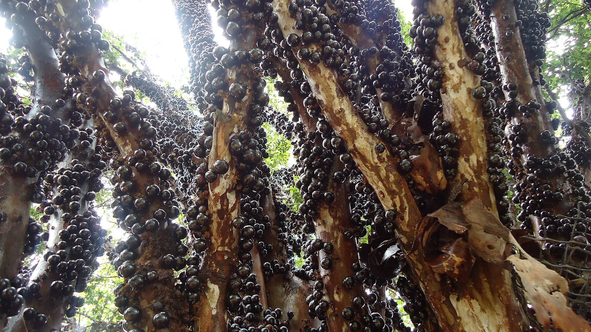 Jabuticabeira com troncos cobertos de frutas escuras maduras