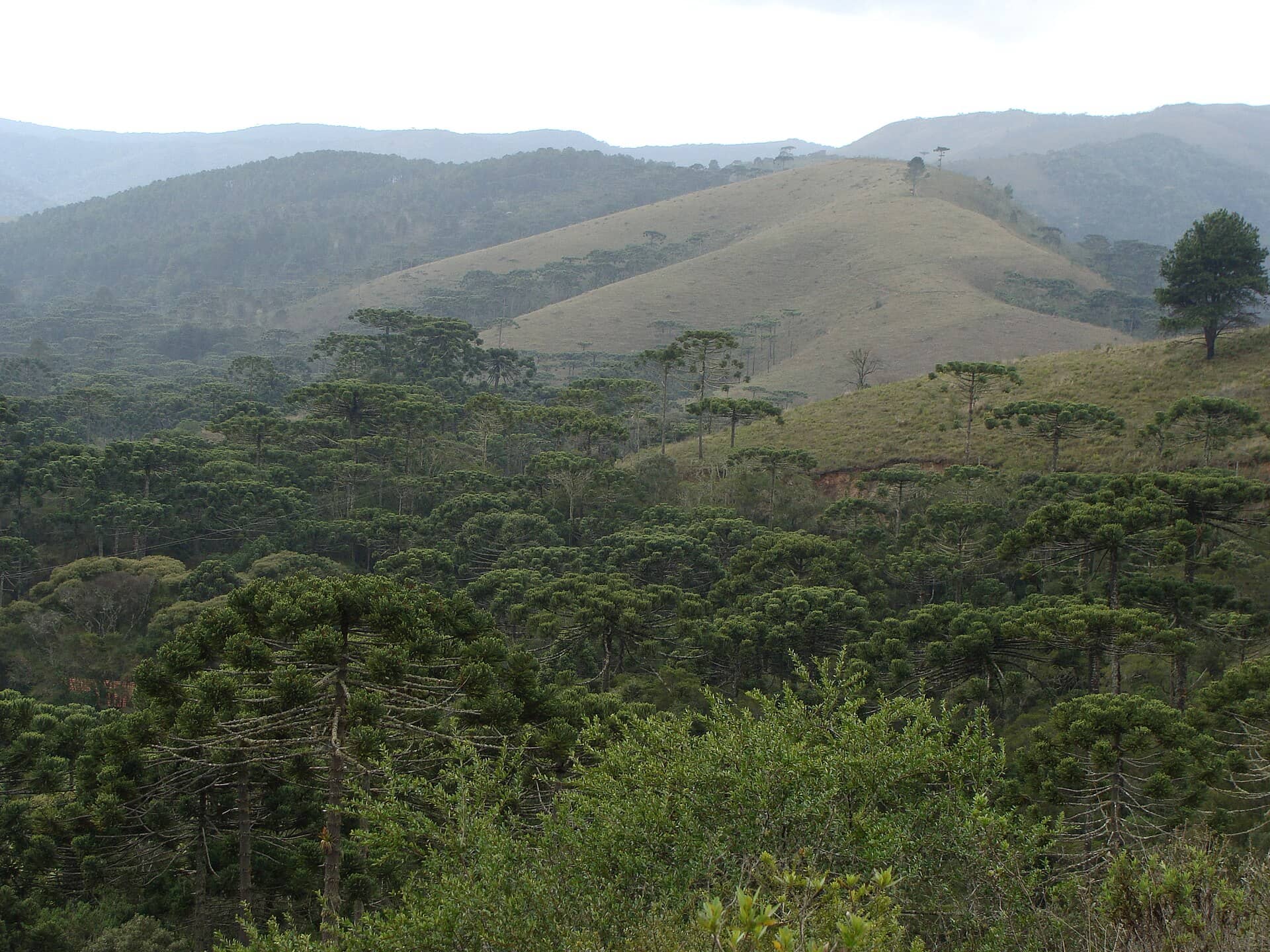 Morros com araucárias na Serra da Mantiqueira, em Campos do Jordão