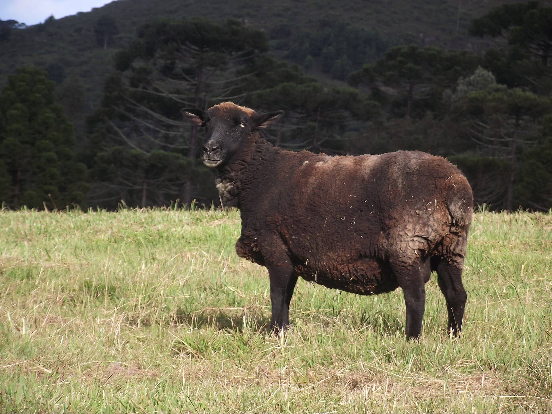 Ovelha de lã escura em um pasto diante de uma mata de araucárias