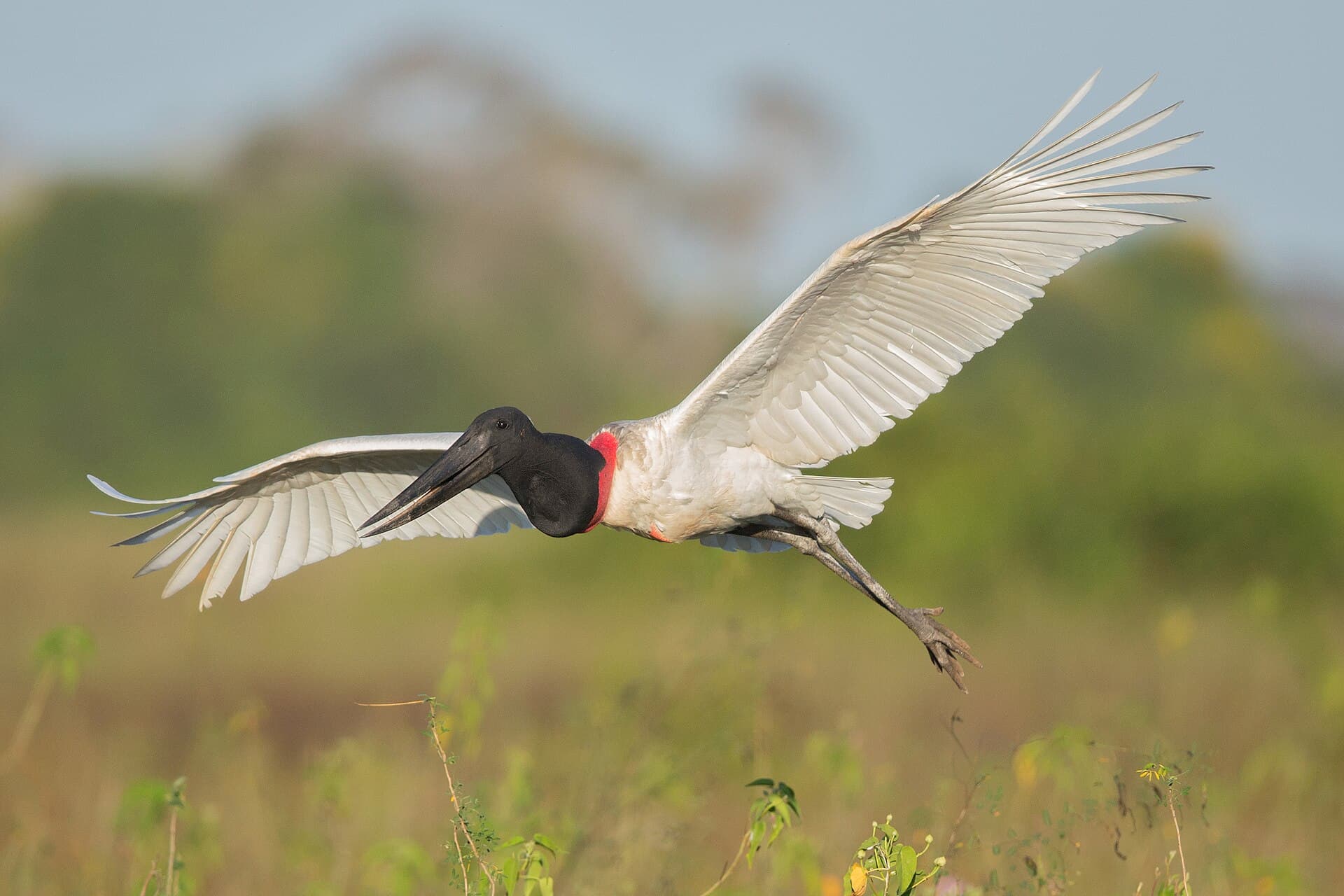 Tuiuiú em voo com as asas abertas, ave símbolo do Pantanal, em Mato Grosso