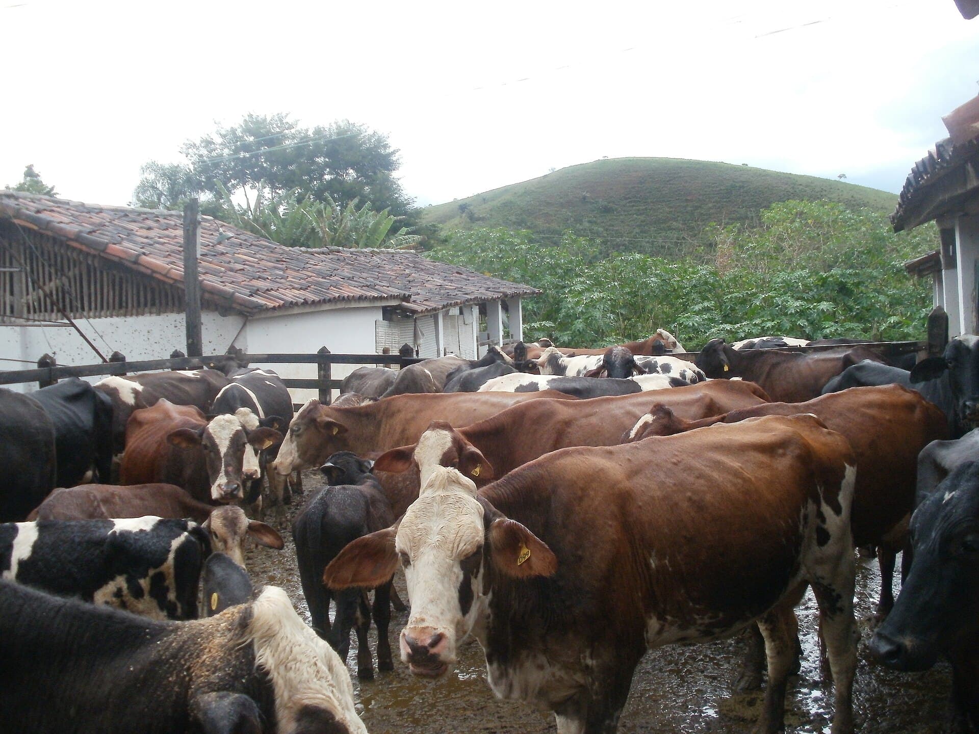Vacas mestiças reunidas em curral de fazenda, com casa e morro verde ao fundo