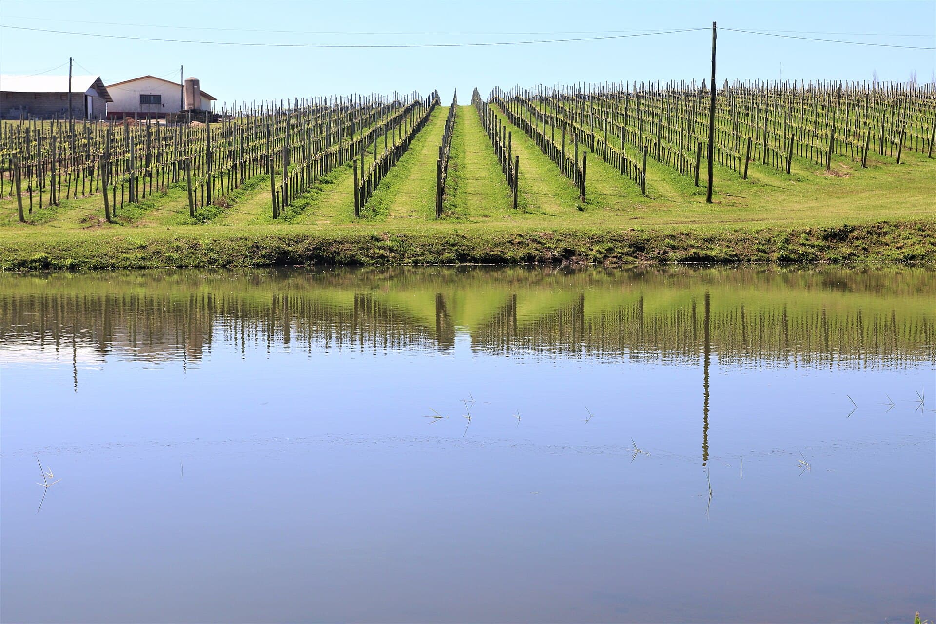Vinhedo com fileiras de parreiras refletidas em um lago, em Bento Gonçalves