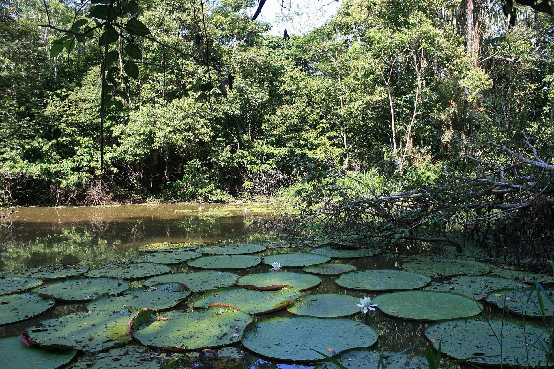 Vitórias-régias cobrindo um lago de várzea diante da floresta, na Reserva de Desenvolvimento Sustentável Mamirauá, no Amazonas